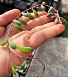 Othonna capensis 'Ruby necklace' MELBOURNE SYDNEY ADELAIDE QUEENSLAND CANBERRA VICTORIA NSW QUEENSLAND SOUTH AUSTRALIA ACT SUCCULENT 多肉 墨尔本 维多利亚 澳洲 澳大利亚 悉尼 新南威尔士 阿德莱德 南澳 昆士兰 布里斯本 黄金海岸 多肉植物 堪培拉