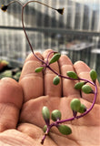 Othonna capensis 'Ruby necklace' MELBOURNE SYDNEY ADELAIDE QUEENSLAND CANBERRA VICTORIA NSW QUEENSLAND SOUTH AUSTRALIA ACT SUCCULENT 多肉 墨尔本 维多利亚 澳洲 澳大利亚 悉尼 新南威尔士 阿德莱德 南澳 昆士兰 布里斯本 黄金海岸 多肉植物 堪培拉