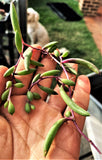 Othonna capensis 'Ruby necklace' MELBOURNE SYDNEY ADELAIDE QUEENSLAND CANBERRA VICTORIA NSW QUEENSLAND SOUTH AUSTRALIA ACT SUCCULENT 多肉 墨尔本 维多利亚 澳洲 澳大利亚 悉尼 新南威尔士 阿德莱德 南澳 昆士兰 布里斯本 黄金海岸 多肉植物 堪培拉