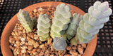 Crassula arta/Crassula plegmatoides succulent MELBOURNE SYDNEY ADELAIDE QUEENSLAND CANBERRA VICTORIA NSW QUEENSLAND SOUTH AUSTRALIA ACT SUCCULENT 多肉 墨尔本 维多利亚 澳洲 澳大利亚 悉尼 新南威尔士 阿德莱德 南澳 昆士兰 布里斯本 黄金海岸 多肉植物 堪培拉