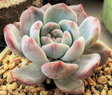 Echeveria orange monroe monstrose