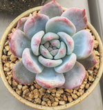 Echeveria orange monroe monstrose