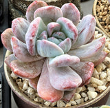 Echeveria orange monroe monstrose