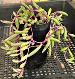 Othonna capensis 'Ruby necklace' MELBOURNE SYDNEY ADELAIDE QUEENSLAND CANBERRA VICTORIA NSW QUEENSLAND SOUTH AUSTRALIA ACT SUCCULENT 多肉 墨尔本 维多利亚 澳洲 澳大利亚 悉尼 新南威尔士 阿德莱德 南澳 昆士兰 布里斯本 黄金海岸 多肉植物 堪培拉