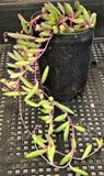 Othonna capensis 'Ruby necklace' MELBOURNE SYDNEY ADELAIDE QUEENSLAND CANBERRA VICTORIA NSW QUEENSLAND SOUTH AUSTRALIA ACT SUCCULENT 多肉 墨尔本 维多利亚 澳洲 澳大利亚 悉尼 新南威尔士 阿德莱德 南澳 昆士兰 布里斯本 黄金海岸 多肉植物 堪培拉