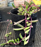 Othonna capensis 'Ruby necklace' MELBOURNE SYDNEY ADELAIDE QUEENSLAND CANBERRA VICTORIA NSW QUEENSLAND SOUTH AUSTRALIA ACT SUCCULENT 多肉 墨尔本 维多利亚 澳洲 澳大利亚 悉尼 新南威尔士 阿德莱德 南澳 昆士兰 布里斯本 黄金海岸 多肉植物 堪培拉