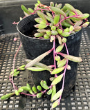 Othonna capensis 'Ruby necklace' MELBOURNE SYDNEY ADELAIDE QUEENSLAND CANBERRA VICTORIA NSW QUEENSLAND SOUTH AUSTRALIA ACT SUCCULENT 多肉 墨尔本 维多利亚 澳洲 澳大利亚 悉尼 新南威尔士 阿德莱德 南澳 昆士兰 布里斯本 黄金海岸 多肉植物 堪培拉