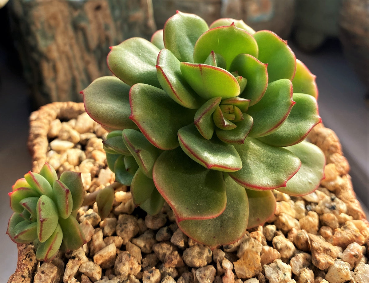 Echeveria Tramuntana – RNT SUCCULENTS