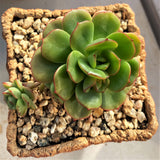 Echeveria Tramuntana MELBOURNE SYDNEY ADELAIDE QUEENSLAND CANBERRA VICTORIA NSW QUEENSLAND SOUTH AUSTRALIA ACT SUCCULENT 多肉 墨尔本 维多利亚 澳洲 澳大利亚 悉尼 新南威尔士 阿德莱德 南澳 昆士兰 布里斯本 黄金海岸 多肉植物 堪培拉