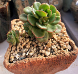 Echeveria Tramuntana MELBOURNE SYDNEY ADELAIDE QUEENSLAND CANBERRA VICTORIA NSW QUEENSLAND SOUTH AUSTRALIA ACT SUCCULENT 多肉 墨尔本 维多利亚 澳洲 澳大利亚 悉尼 新南威尔士 阿德莱德 南澳 昆士兰 布里斯本 黄金海岸 多肉植物 堪培拉