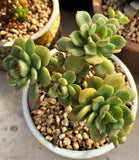 Echeveria Tramuntana MELBOURNE SYDNEY ADELAIDE QUEENSLAND CANBERRA VICTORIA NSW QUEENSLAND SOUTH AUSTRALIA ACT SUCCULENT 多肉 墨尔本 维多利亚 澳洲 澳大利亚 悉尼 新南威尔士 阿德莱德 南澳 昆士兰 布里斯本 黄金海岸 多肉植物 堪培拉