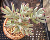 Cotyledon orbiculata var. oophylla minima MELBOURNE SYDNEY ADELAIDE QUEENSLAND CANBERRA VICTORIA NSW QUEENSLAND SOUTH AUSTRALIA ACT SUCCULENT 多肉 墨尔本 维多利亚 澳洲 澳大利亚 悉尼 新南威尔士 阿德莱德 南澳 昆士兰 布里斯本 黄金海岸 多肉植物 堪培拉 棒叶福娘