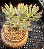 Cotyledon orbiculata var. oophylla minima MELBOURNE SYDNEY ADELAIDE QUEENSLAND CANBERRA VICTORIA NSW QUEENSLAND SOUTH AUSTRALIA ACT SUCCULENT 多肉 墨尔本 维多利亚 澳洲 澳大利亚 悉尼 新南威尔士 阿德莱德 南澳 昆士兰 布里斯本 黄金海岸 多肉植物 堪培拉 棒叶福娘