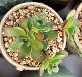 Aeonium saundersii