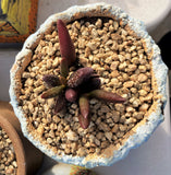Adromischus marianiae 'antidorcatum' Spotted 花鹿水泡 MELBOURNE SYDNEY ADELAIDE QUEENSLAND CANBERRA VICTORIA NSW QUEENSLAND SOUTH AUSTRALIA ACT SUCCULENT 多肉 墨尔本 维多利亚 澳洲 澳大利亚 悉尼 新南威尔士 阿德莱德 南澳 昆士兰 布里斯本 黄金海岸 多肉植物 堪培拉