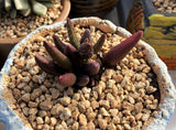 Adromischus marianiae 'antidorcatum' Spotted 花鹿水泡 MELBOURNE SYDNEY ADELAIDE QUEENSLAND CANBERRA VICTORIA NSW QUEENSLAND SOUTH AUSTRALIA ACT SUCCULENT 多肉 墨尔本 维多利亚 澳洲 澳大利亚 悉尼 新南威尔士 阿德莱德 南澳 昆士兰 布里斯本 黄金海岸 多肉植物 堪培拉