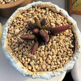 Adromischus marianiae 'antidorcatum' Spotted 花鹿水泡 MELBOURNE SYDNEY ADELAIDE QUEENSLAND CANBERRA VICTORIA NSW QUEENSLAND SOUTH AUSTRALIA ACT SUCCULENT 多肉 墨尔本 维多利亚 澳洲 澳大利亚 悉尼 新南威尔士 阿德莱德 南澳 昆士兰 布里斯本 黄金海岸 多肉植物 堪培拉