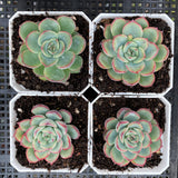 Echeveria haru urara
