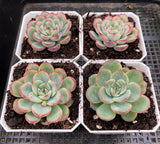 Echeveria haru urara