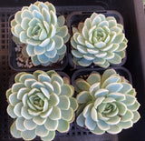 Echeveria 'rasberry ice'
