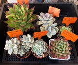 T-shape plant labels - set of 20