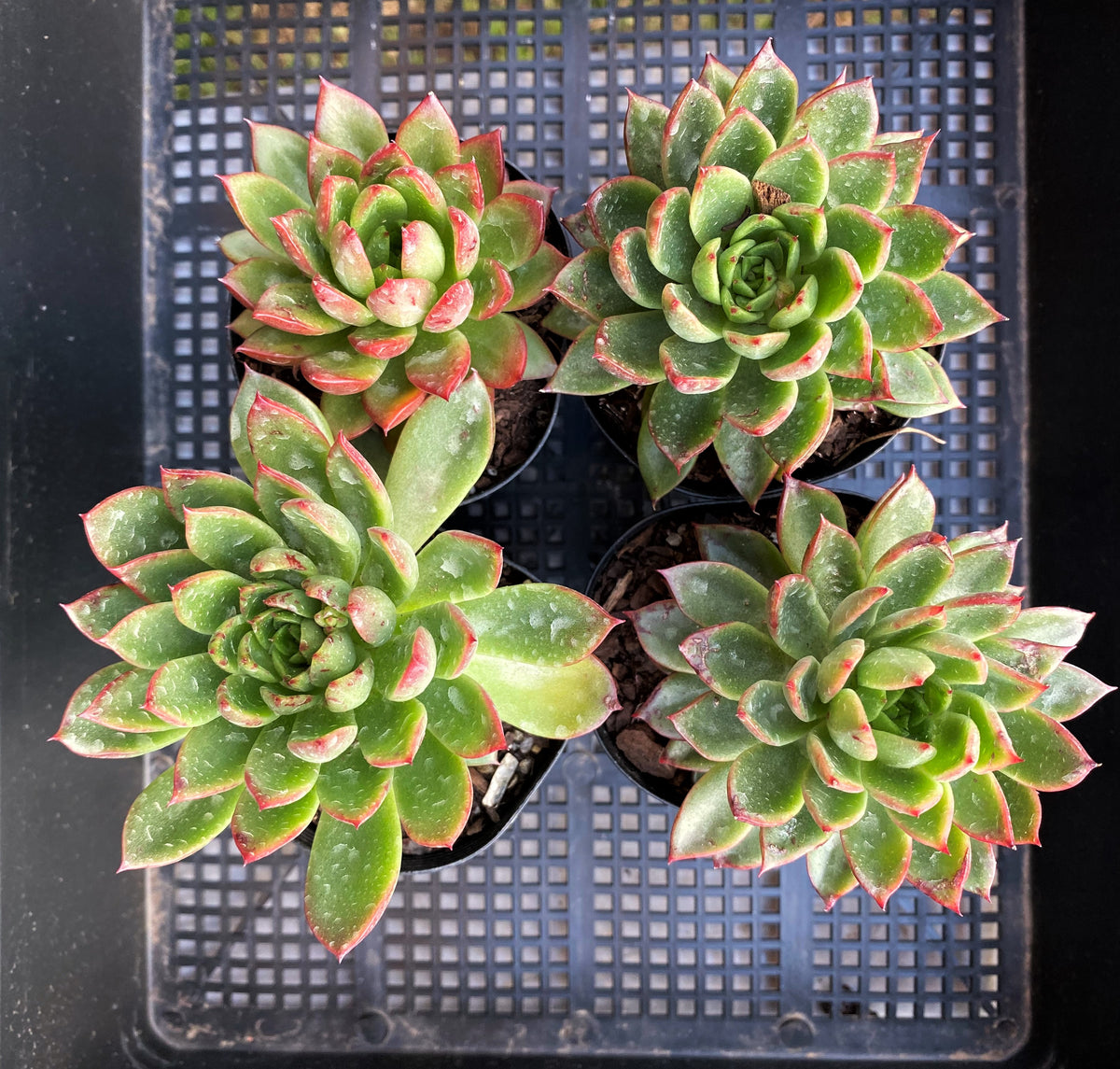 Echeveria yamatoren – RNT SUCCULENTS