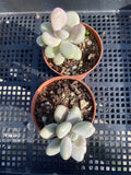 Graptopetalum 'lavender pebbles'
