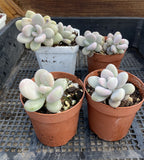 Graptopetalum 'lavender pebbles'