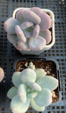Pachyphytum bracteosum 月美人 MELBOURNE SYDNEY ADELAIDE QUEENSLAND CANBERRA VICTORIA NSW QUEENSLAND SOUTH AUSTRALIA ACT SUCCULENT 多肉 墨尔本 维多利亚 澳洲 澳大利亚 悉尼 新南威尔士 阿德莱德 南澳 昆士兰 布里斯本 黄金海岸 多肉植物 堪培拉