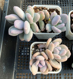 Pachyphytum bracteosum 月美人 MELBOURNE SYDNEY ADELAIDE QUEENSLAND CANBERRA VICTORIA NSW QUEENSLAND SOUTH AUSTRALIA ACT SUCCULENT 多肉 墨尔本 维多利亚 澳洲 澳大利亚 悉尼 新南威尔士 阿德莱德 南澳 昆士兰 布里斯本 黄金海岸 多肉植物 堪培拉