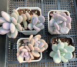 Pachyphytum bracteosum 月美人 MELBOURNE SYDNEY ADELAIDE QUEENSLAND CANBERRA VICTORIA NSW QUEENSLAND SOUTH AUSTRALIA ACT SUCCULENT 多肉 墨尔本 维多利亚 澳洲 澳大利亚 悉尼 新南威尔士 阿德莱德 南澳 昆士兰 布里斯本 黄金海岸 多肉植物 堪培拉
