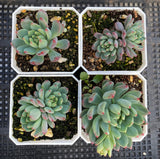 Sedeveria blue elf SMALL
