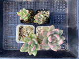 Graptoveria avocado cream