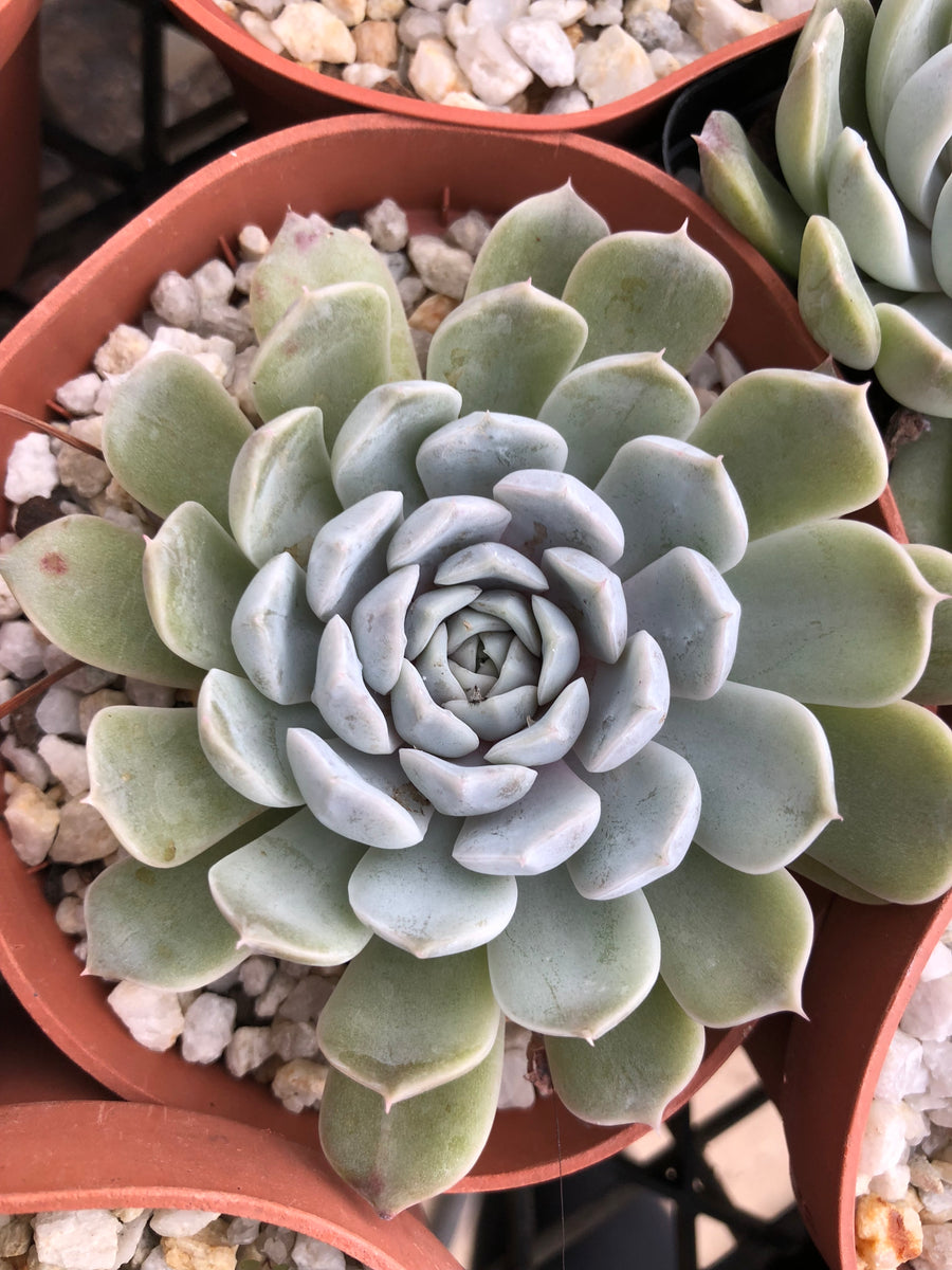 Echeveria Louise aka mary bell