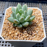 Pachyveria chiffon