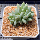 Pachyveria chiffon