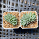 Pachyveria chiffon
