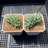 Pachyveria chiffon