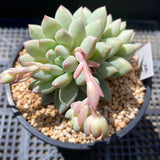Pachyveria chiffon