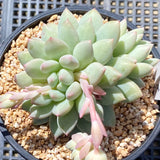 Pachyveria chiffon
