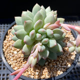 Pachyveria chiffon
