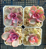 Echeveria west rainbow