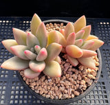 Echeveria ebony x Graptopetalum amethystinum