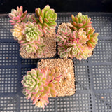 Sedum joyce tulloch variegata