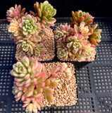 Sedum joyce tulloch variegata