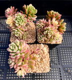 Sedum joyce tulloch variegata