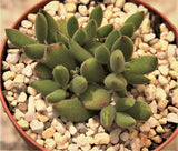 Cotyledon ladismithiensis aka kitten's paws MELBOURNE SYDNEY ADELAIDE QUEENSLAND CANBERRA VICTORIA NSW QUEENSLAND SOUTH AUSTRALIA ACT SUCCULENT 多肉 墨尔本 维多利亚 澳洲 澳大利亚 悉尼 新南威尔士 阿德莱德 南澳 昆士兰 布里斯本 黄金海岸 多肉植物 堪培拉