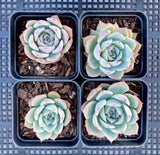 Echeveria home alone 独自在家 MELBOURNE SYDNEY ADELAIDE QUEENSLAND CANBERRA VICTORIA NSW QUEENSLAND SOUTH AUSTRALIA ACT SUCCULENT 多肉 墨尔本 维多利亚 澳洲 澳大利亚 悉尼 新南威尔士 阿德莱德 南澳 昆士兰 布里斯本 黄金海岸 多肉植物 堪培拉