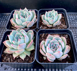 Echeveria home alone 独自在家 MELBOURNE SYDNEY ADELAIDE QUEENSLAND CANBERRA VICTORIA NSW QUEENSLAND SOUTH AUSTRALIA ACT SUCCULENT 多肉 墨尔本 维多利亚 澳洲 澳大利亚 悉尼 新南威尔士 阿德莱德 南澳 昆士兰 布里斯本 黄金海岸 多肉植物 堪培拉
