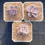 Graptoveria superbum